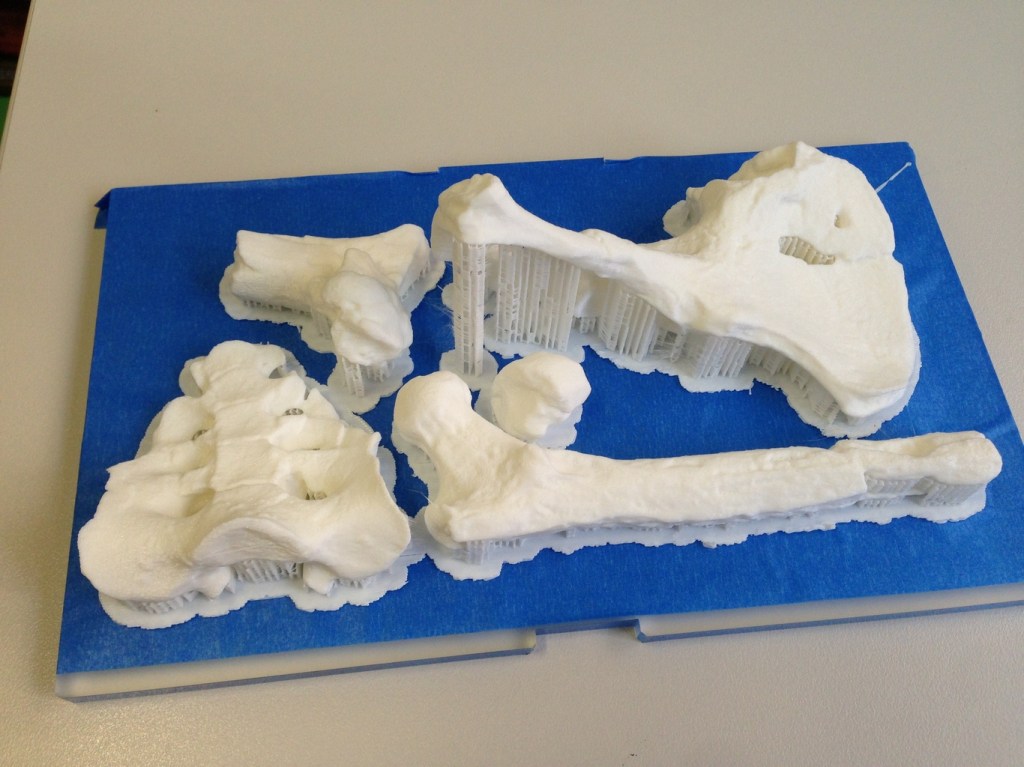 3D copies of 3.2-million-year-old bones – almost ready for use in the classroom. (Photo by Stef Savannah)